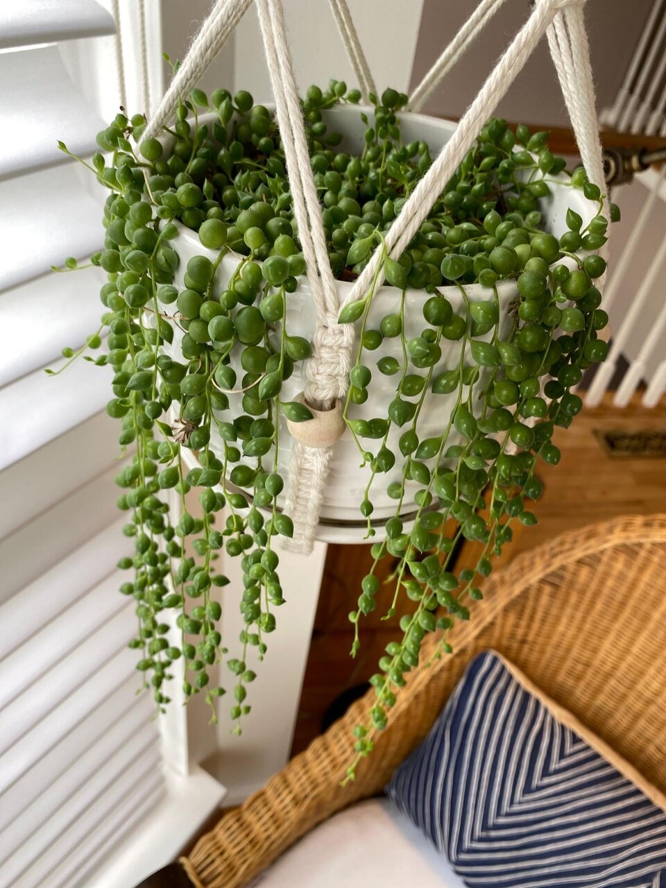 String of Pearls Live Succulent Plants Fully Rooted Rare House Plant for Home Office Decoration, DIY Projects, Party Favor Gift